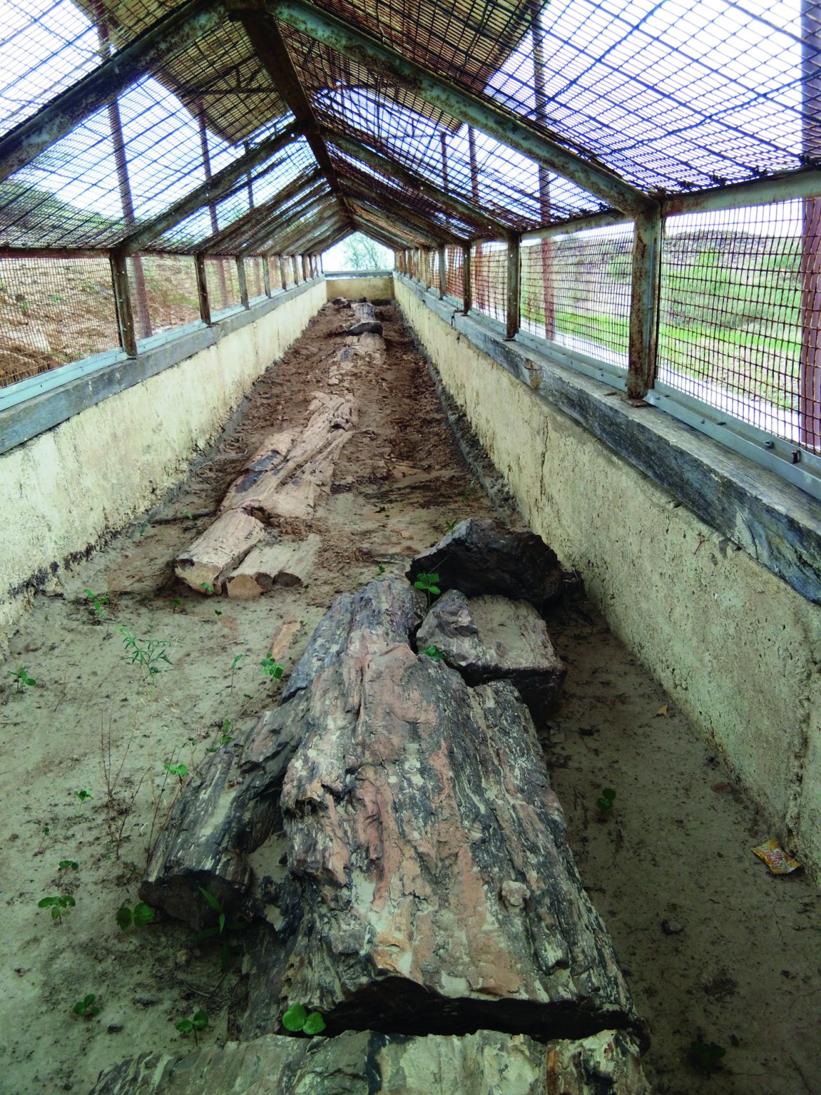 Ancient petrified tree trunks protected at Akal Wood Fossil Park near Jaisalmer